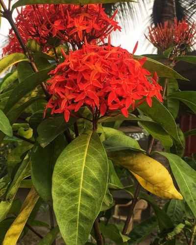 no perennial yes trothic ixora c.jpg