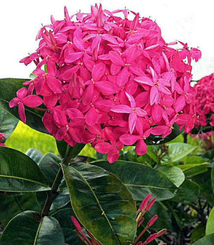 no perennial no pink flowers ixo.jpg