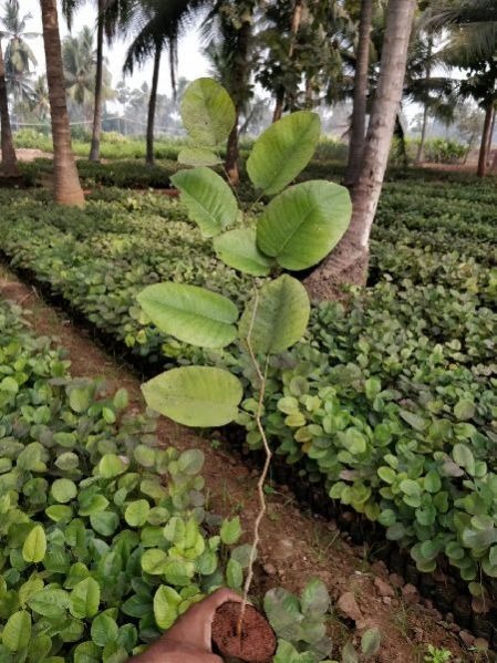 white sandalwood plant 153397481.jpg