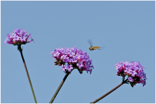 Maandopdracht Juni 1.jpg