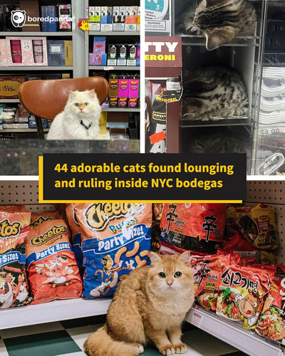 cats store bodega.jpg