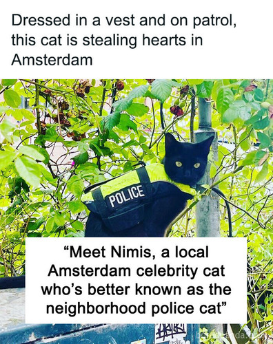 nimis celebrity cat.jpg
