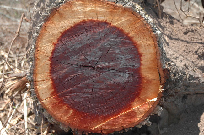 Kayu Lignum Vitae