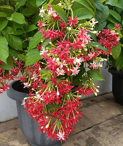 madhumalti flower plant.jpg
