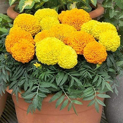 21 1marigold flower winter seaso.jpg