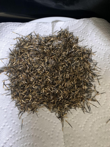 marigold seeds v0 0qq0mtakdvpb1.jpg