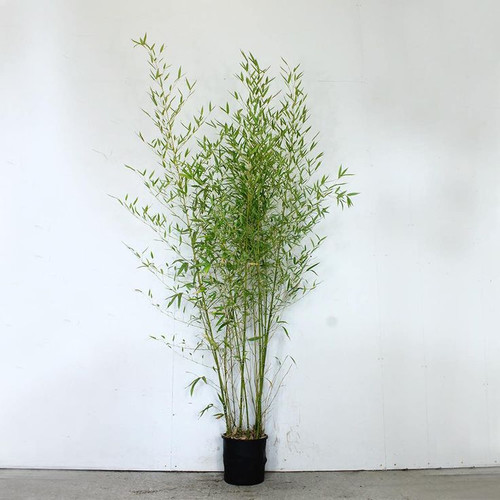 Golden Bamboo 150 200cm 10L pot.jpg