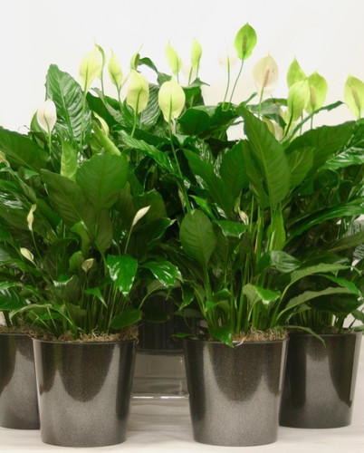 peace lily plant (1).jpg