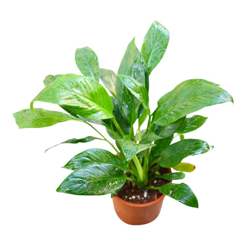 peace lily plant (3).jpg