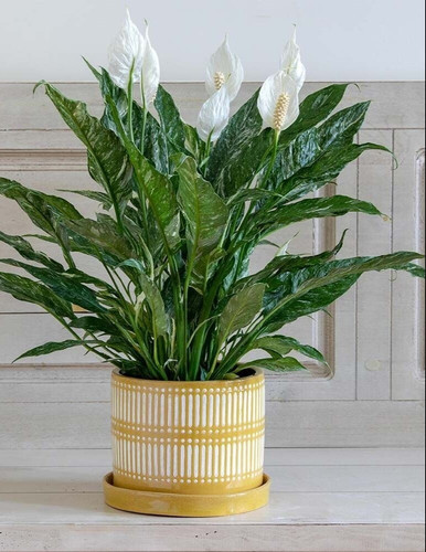 peace lily indoor plant.jpg