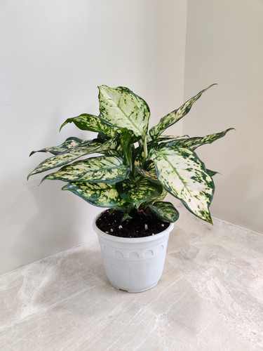 aglaonema white anjuman indoor 3.jpg