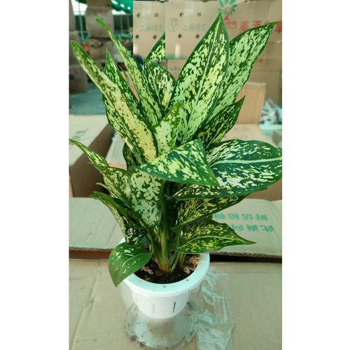 aglaonema snow white plant (1).jpg