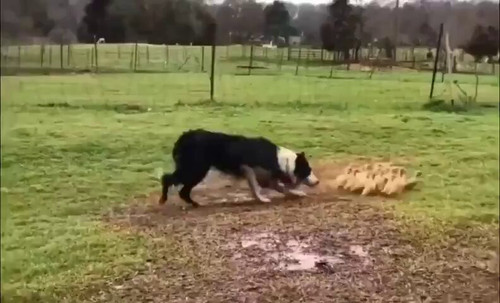 P oj qobt4ibf4Qf.jpg