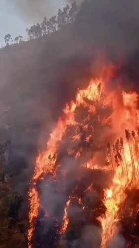 wiXsopIeZ5UYY6 F.jpg