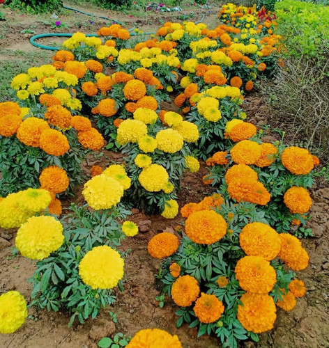 marigold inca seeds.jpg