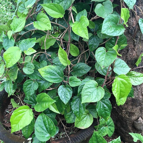 yes perennial yes pan plant012 1.jpg