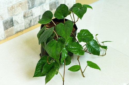 nagarvel 1 green paradise origin.jpg