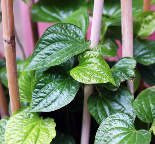 vecteezy leaves of pothosia speciosa also known as indian betel leaf 36107204.jpg