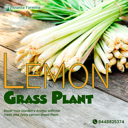 Organic Lemon Grass Plant Exporter in Ranchi.jpg
