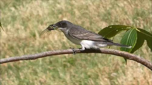 LqZ3gMmA8o Be1VX.jpg