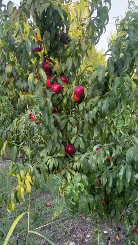 9E0HYWiihZI APt5.jpg