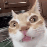 cat cute 2.gif