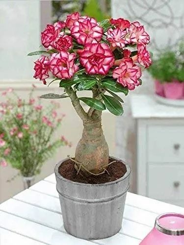 desert rose pink and white colou.jpg