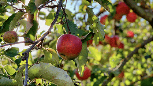 Client1 AppleTree.png