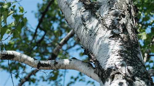 Client1 BirchTree.png