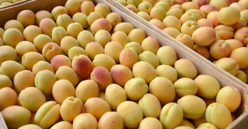 14625549163405633236?url=https%3A%2F%2Ffactor.am%2Fwp content%2Fuploads%2F2025%2F06%2F%25D5%25AE%25D.jpg