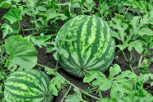 how to grow watermelons 1403491 hero 2d1ce0752fed4ed599db3ba3b231f8b7.webp