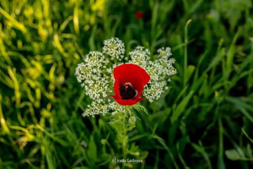 518355090 1339540118177092 8752850920273887102 n.jpg?stp=dst jpg p526x395 tt6& nc cat=105&ccb=1 7& n.jpg