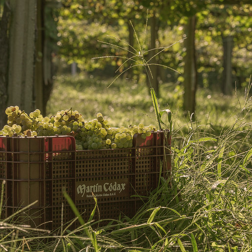 Viñedo Martin Codax.jpg