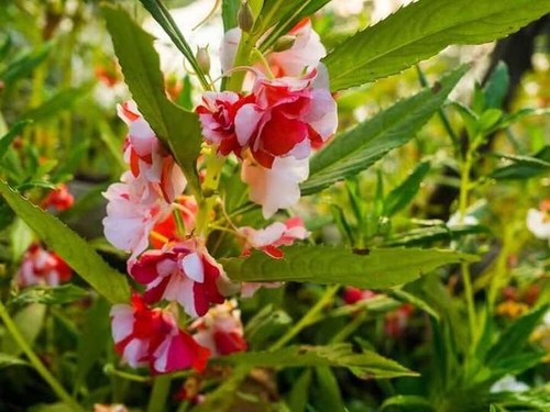 15 balsam flower seeds ibains or.jpg