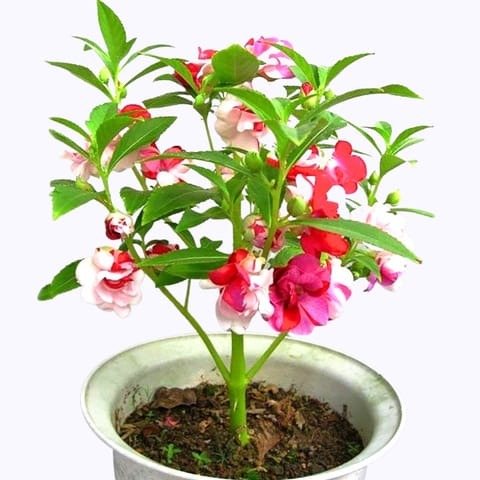 golden hills balsam tom thumb mi.jpg