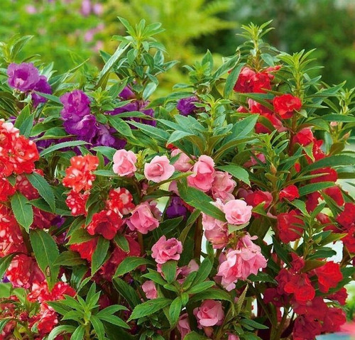 20 balsam flowers seeds alpine h.jpg
