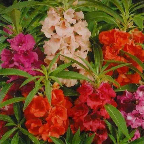 100 balsam 18 a 100 sjeme origin.jpg