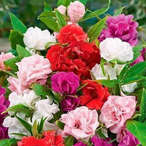 115 02 balsam arshiayat original.jpg