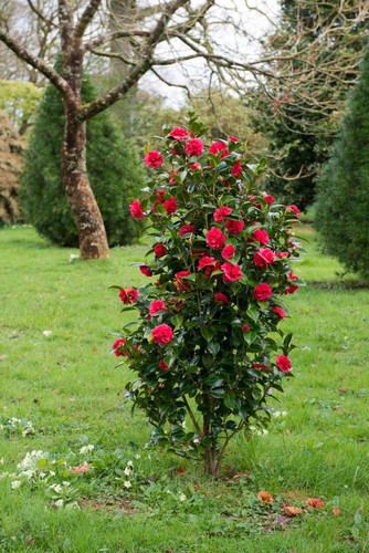 camelia flower plant.jpg