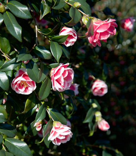 camellia christmas carol x21a919.jpg