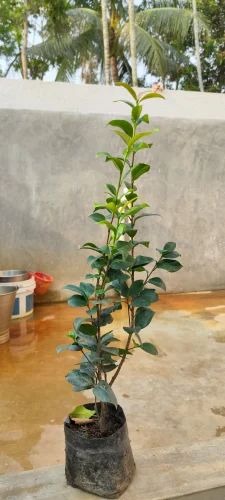 product jpeg 500x500.jpg