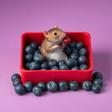 www.naked-ai.art - A red box of blue berries with a rat dancing inside