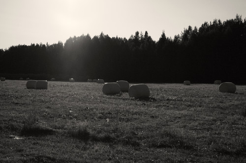 IMG 3198a1.jpg