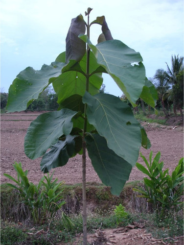 yes biennial no teak wood plant.jpg