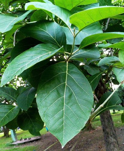 20 ae00123 greenwill original im.jpg