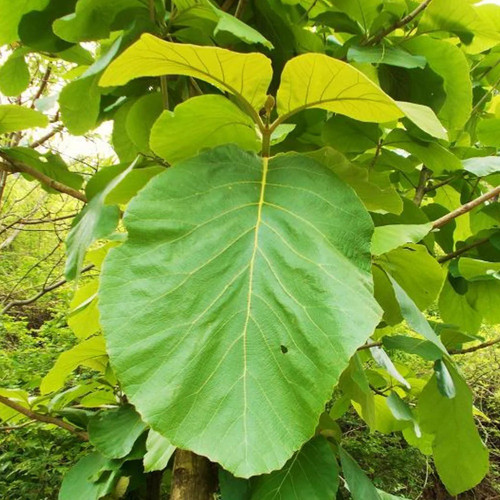 hug a plant teak wood plant sagw.jpg