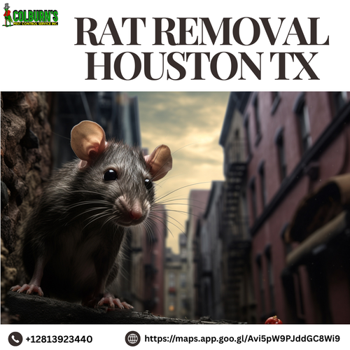 Expert Rat Removal in Houston, TX.png
