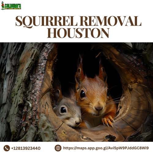 Squirrel Removal in Houston: Trust Colburn’s for Humane, Effective Service.png