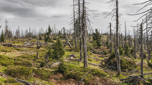 bavarian forest 3385966 1280.jpg