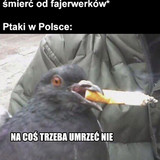 jW13QEFTwadDA30E